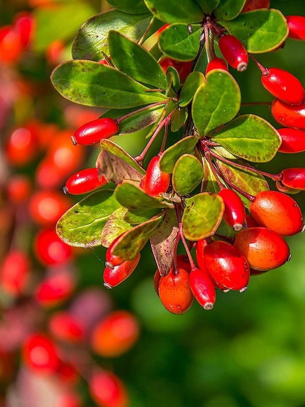 Барбарис обыкновенный Berberis vulgaris купить в Москве по цене от ...
